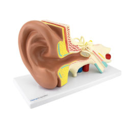 Zvětšený a rozložitelný model vnějšího, středního a vnitřního ucha