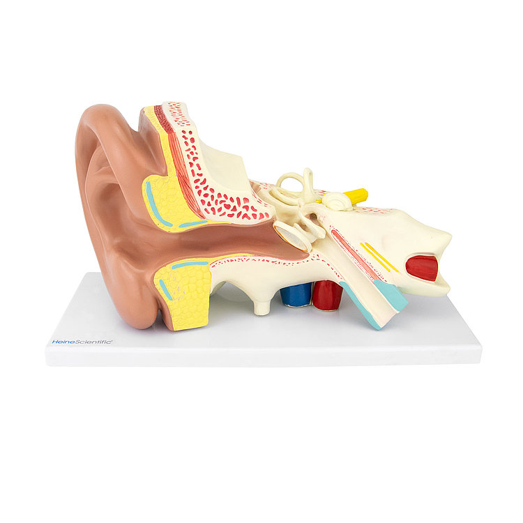 Zvětšený a rozložitelný model vnějšího, středního a vnitřního ucha