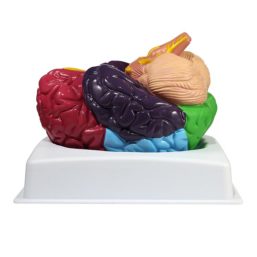 Model lidského mozku