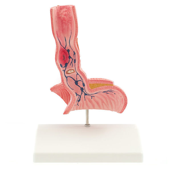 Anatomický model jícnu