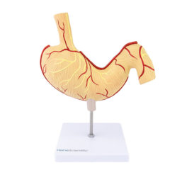 Fyziologická struktura žaludku