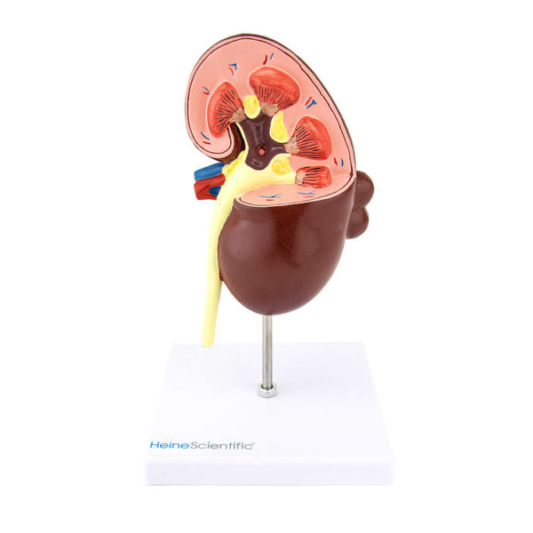 Anatomický model řezu ledviny s oboustranným znázorněním