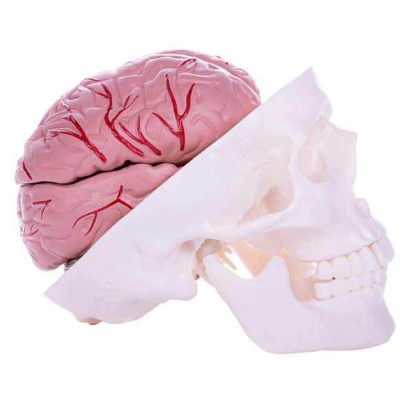 Model lebky a mozku