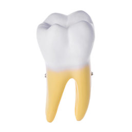 Modely zubů
