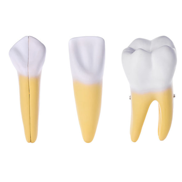 Modely zubů