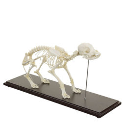 Model kostry psa