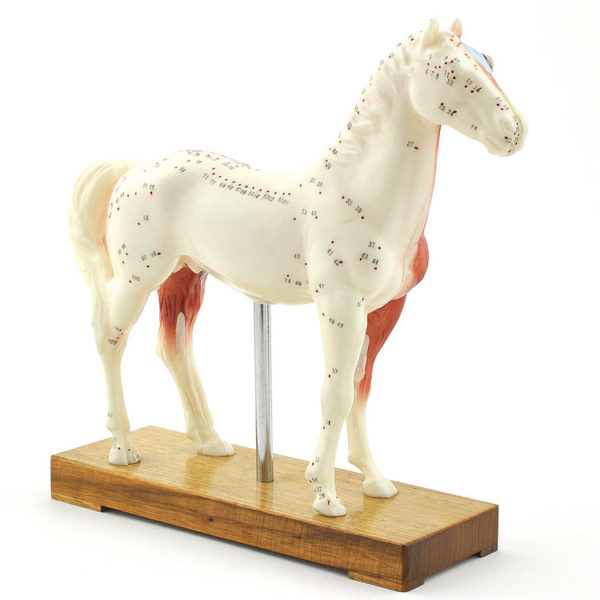 akupunkturní model koně