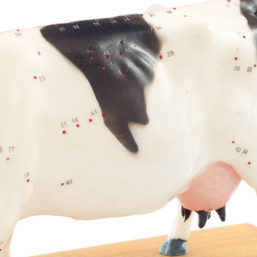 Akupunkturní model krávy