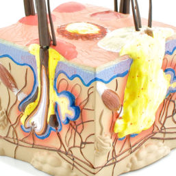 Anatomický model kožních onemocnění psů