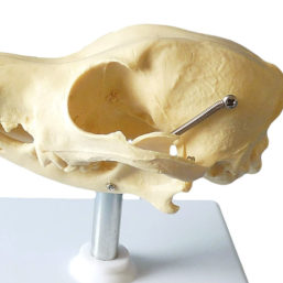 Detailní psí lebka