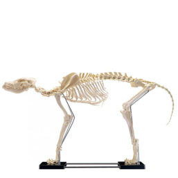 Model kostry velkého psa