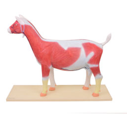 Anatomický model kozy