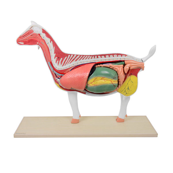 Anatomický model kozy