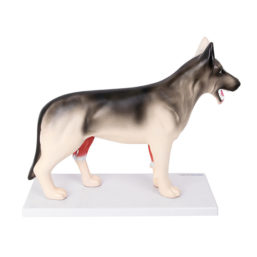Rozebíratelný model psa