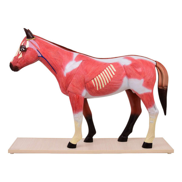Anatomický rozkládací model koně