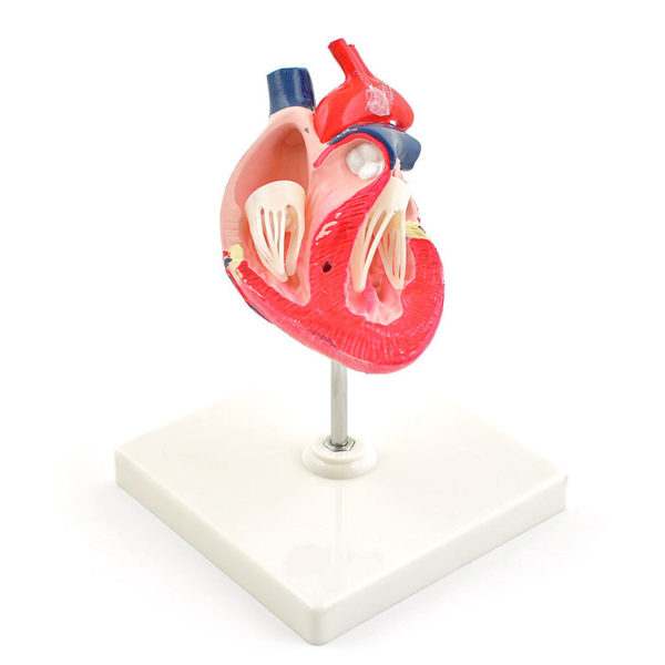 Rozložitelný model psího srdce