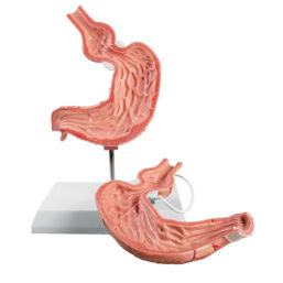 Model podvázaného žaludku