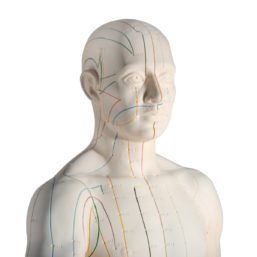 Model mužské akupunktury