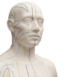 Model mužské akupunktury
