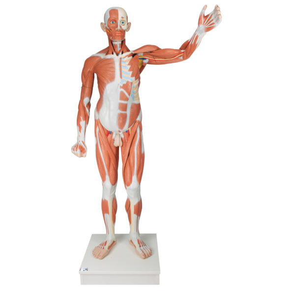 mužský model svalstva