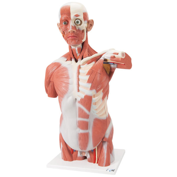 Model lidského svalového trupu