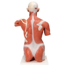 Model lidského svalového trupu