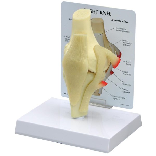 Anatomický model kolenního kloubu