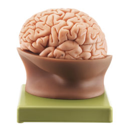 Model poloviny mozku