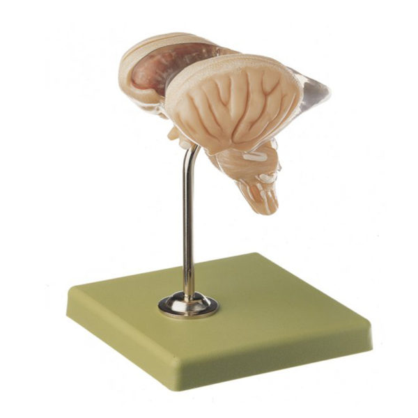 model mozku