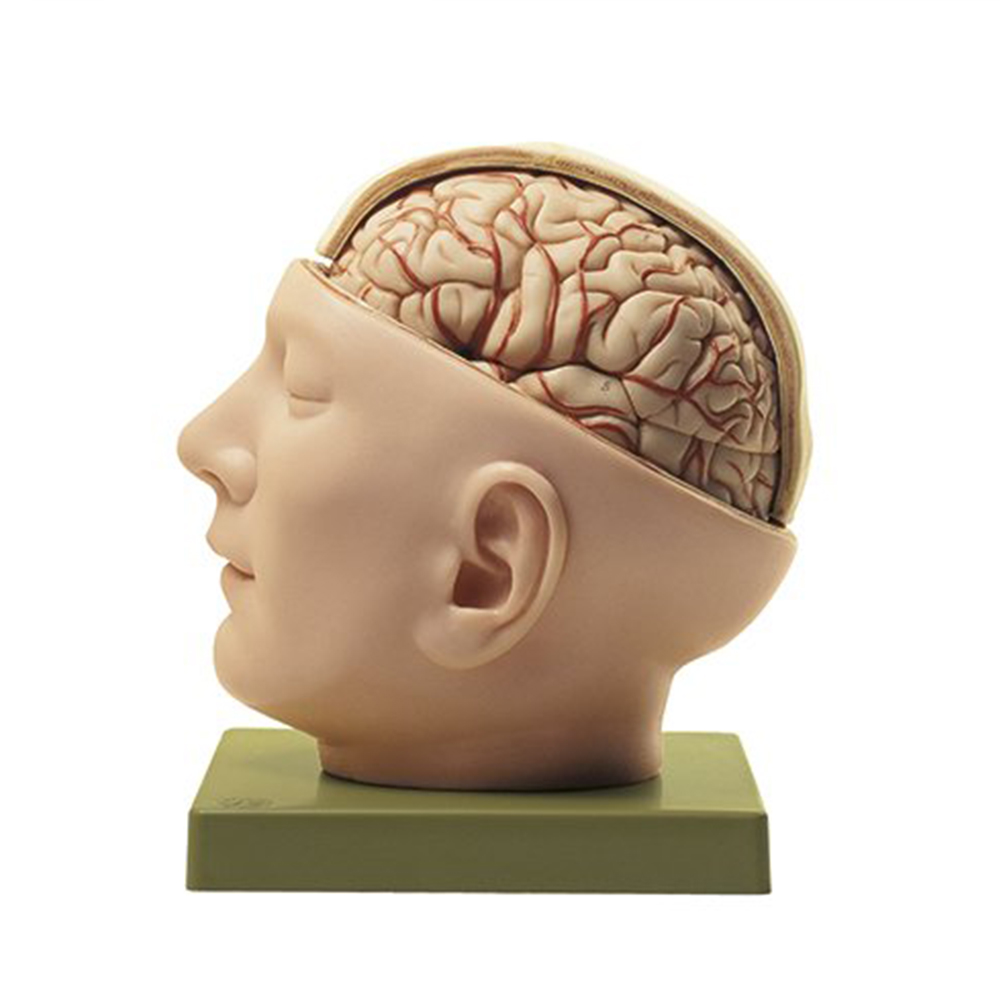 Model hlavy