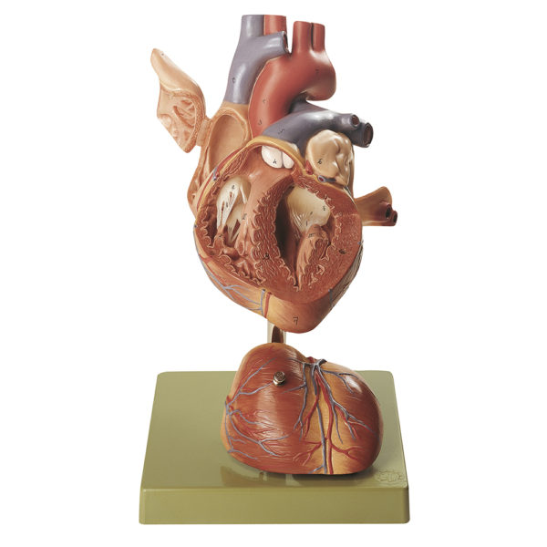 Model srdce