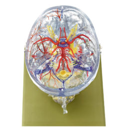 Průhledný model lebky s mozkem