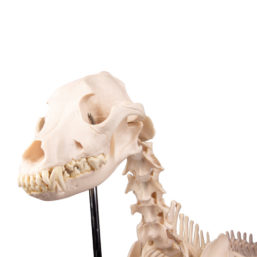Model kostry psa