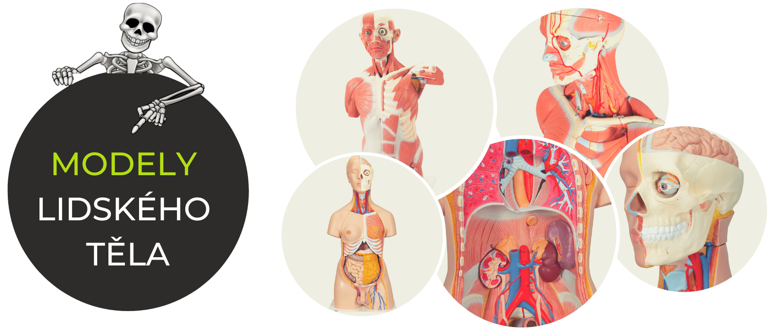 Anatomické modely orgánů
