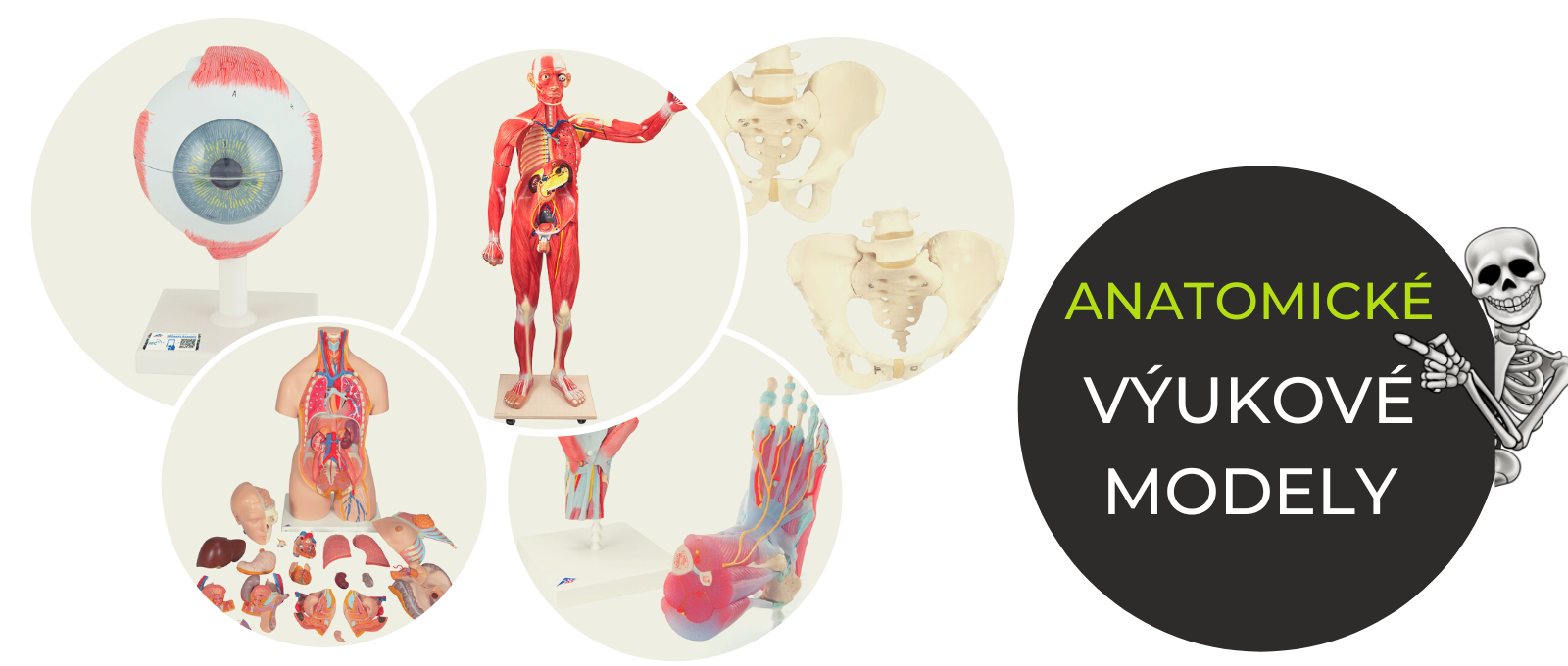 Anatomické modely a medicínské výukové simulátory