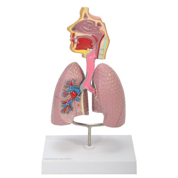 Model dýchacího systému