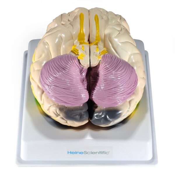 model lidského mozku s barevně zvýrazněnými funkčními oblastmi