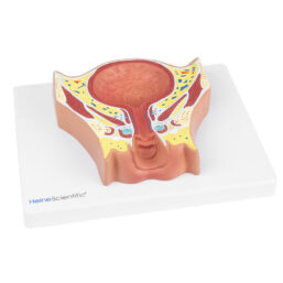 Tento model v životní velikosti detailně zobrazuje močový měchýř dospělé ženy.